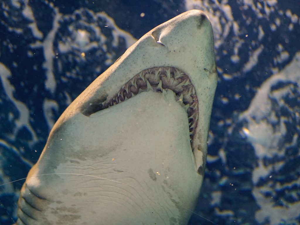 Tiburones drogados con cocaína, hay alarma: los narcotraficantes tienen la culpa