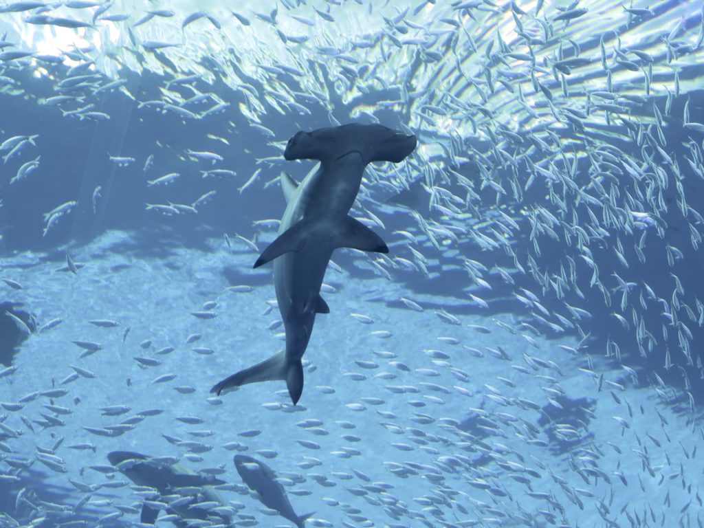 Tiburones drogados con cocaína, hay alarma: los narcotraficantes tienen la culpa