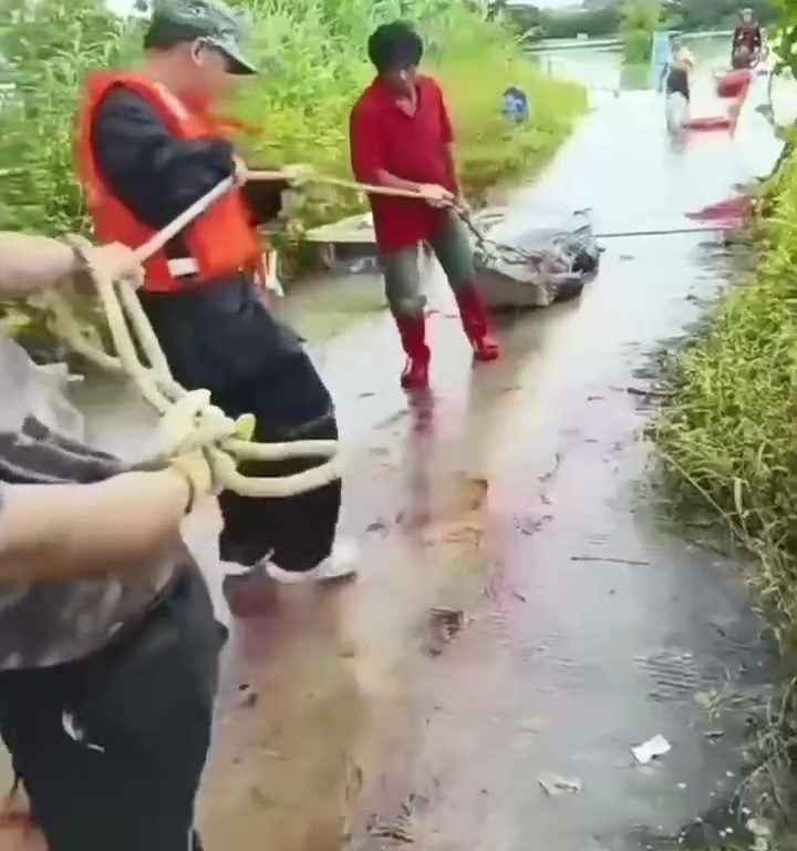 Cocodrilos escaparon de granja tras inundación: ciudadanos encerrados en sus casas