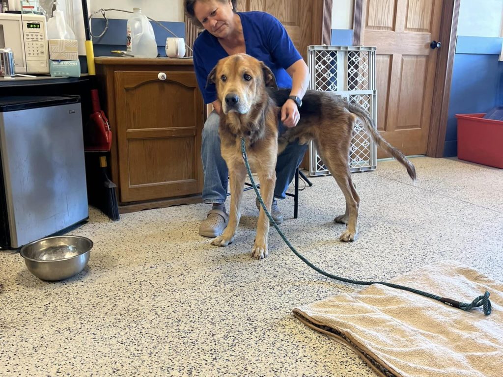 Cane con la testa incastrata nel barattolo: stava morendo di fame, salvato