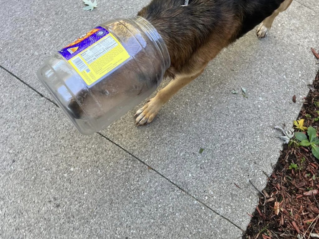 Perro con la cabeza atrapada en un frasco: muerto de hambre, salvado