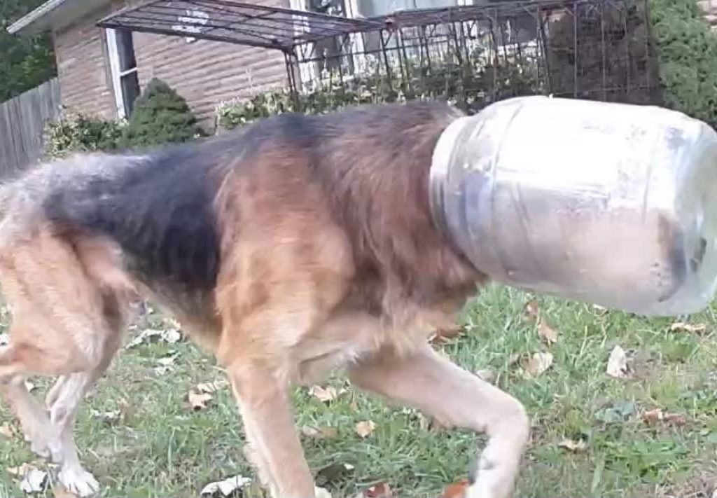 Cane con la testa incastrata nel barattolo: stava morendo di fame, salvato