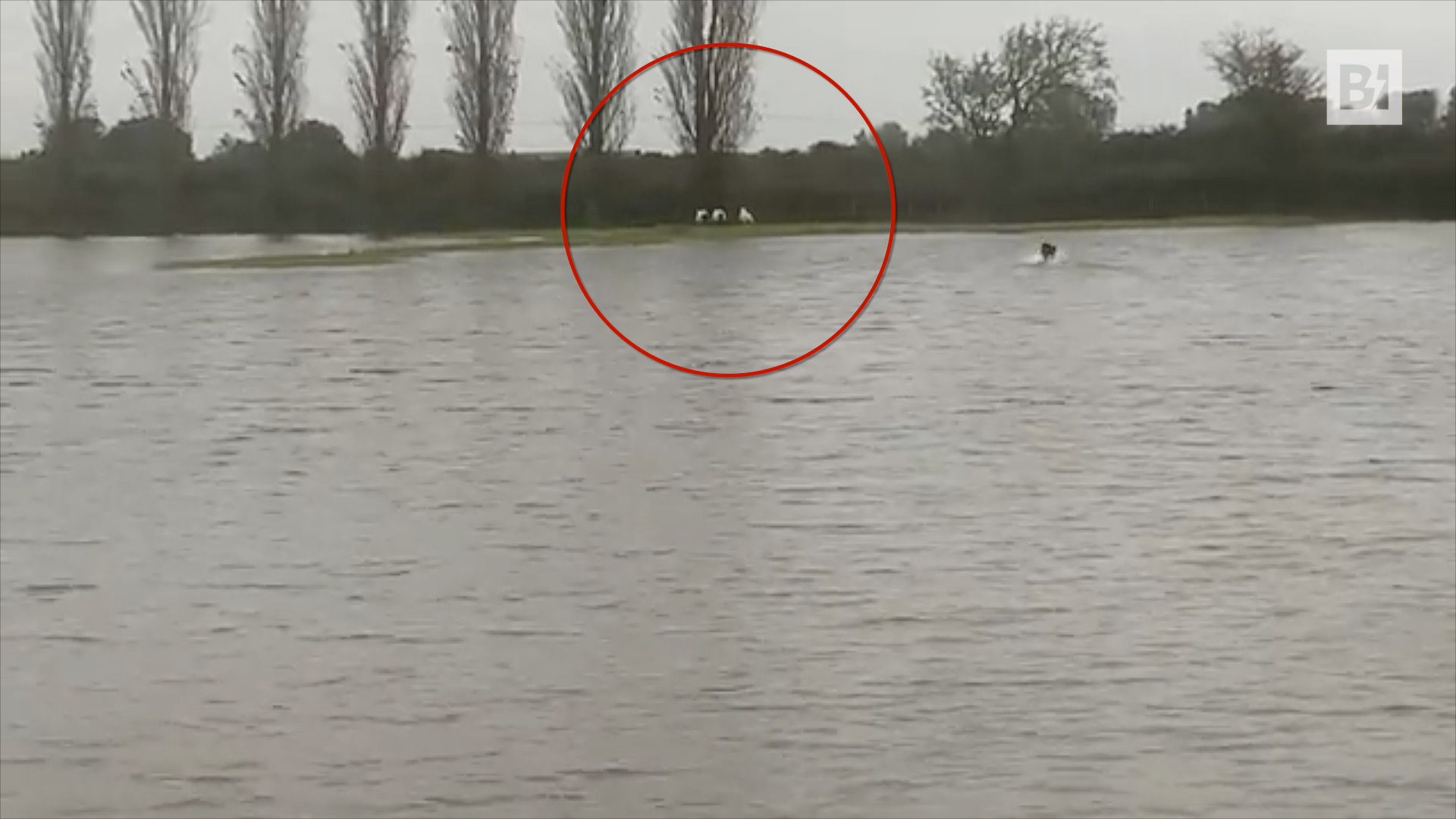 Gales, las ovejas están en peligro: coraje…