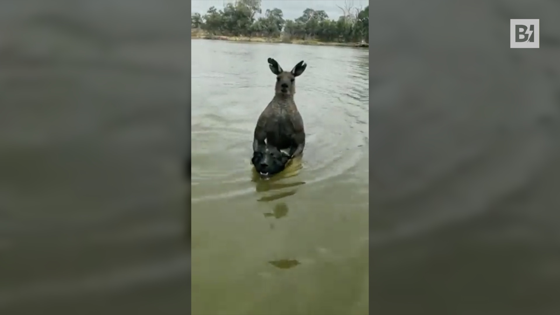 Australia, un hombre lucha con un canguro por…