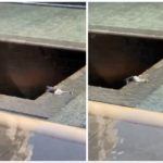 Shock a New York, uomo si getta nel memoriale dell'11/9: salvo dopo volo di 10 metri