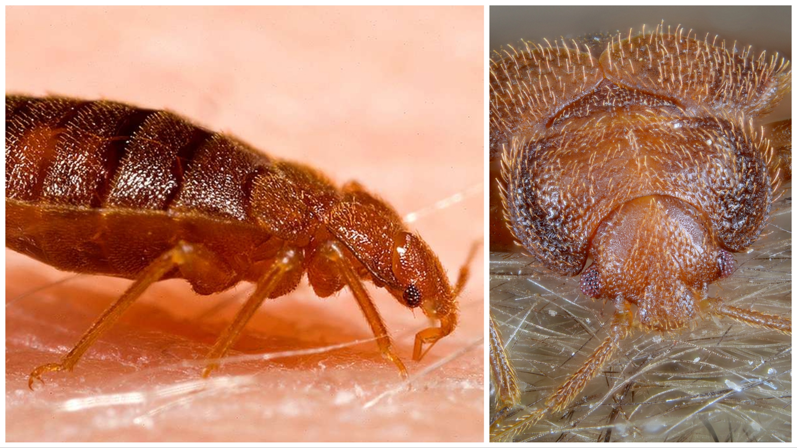 Chinches: qué son, cómo encontrarlas y erradicarlas