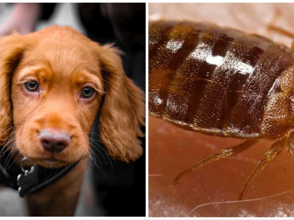 Bettwanzen, die endgültige Lösung ist ein Hund, aber einer bestimmten Rasse