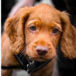 Cimici dei letti, la soluzione definitiva è un cane ma di una razza particolare