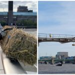 Londra, una misteriosa balla di paglia pende dal Millennium Bridge: ecco la spiegazione