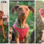 Picasso e Newt, cani disabili salvati dall'eutanasia e ora amici per la pelle