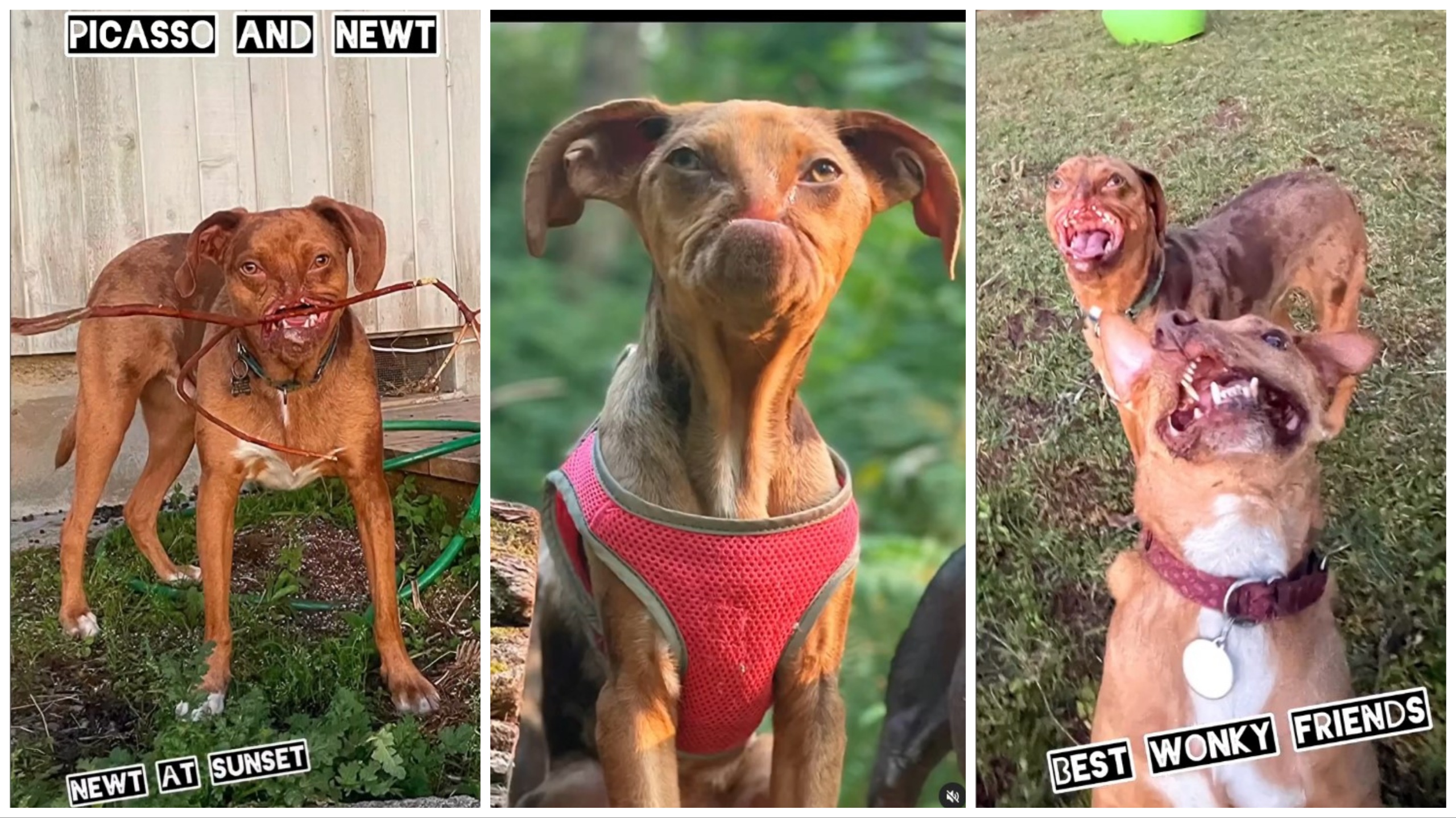 Picasso y Newt, perros discapacitados salvados de la eutanasia y ahora mejores amigos