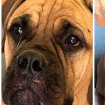 Cane abbandonato cammina per 200 km per tornare a casa: trovato in lacrime