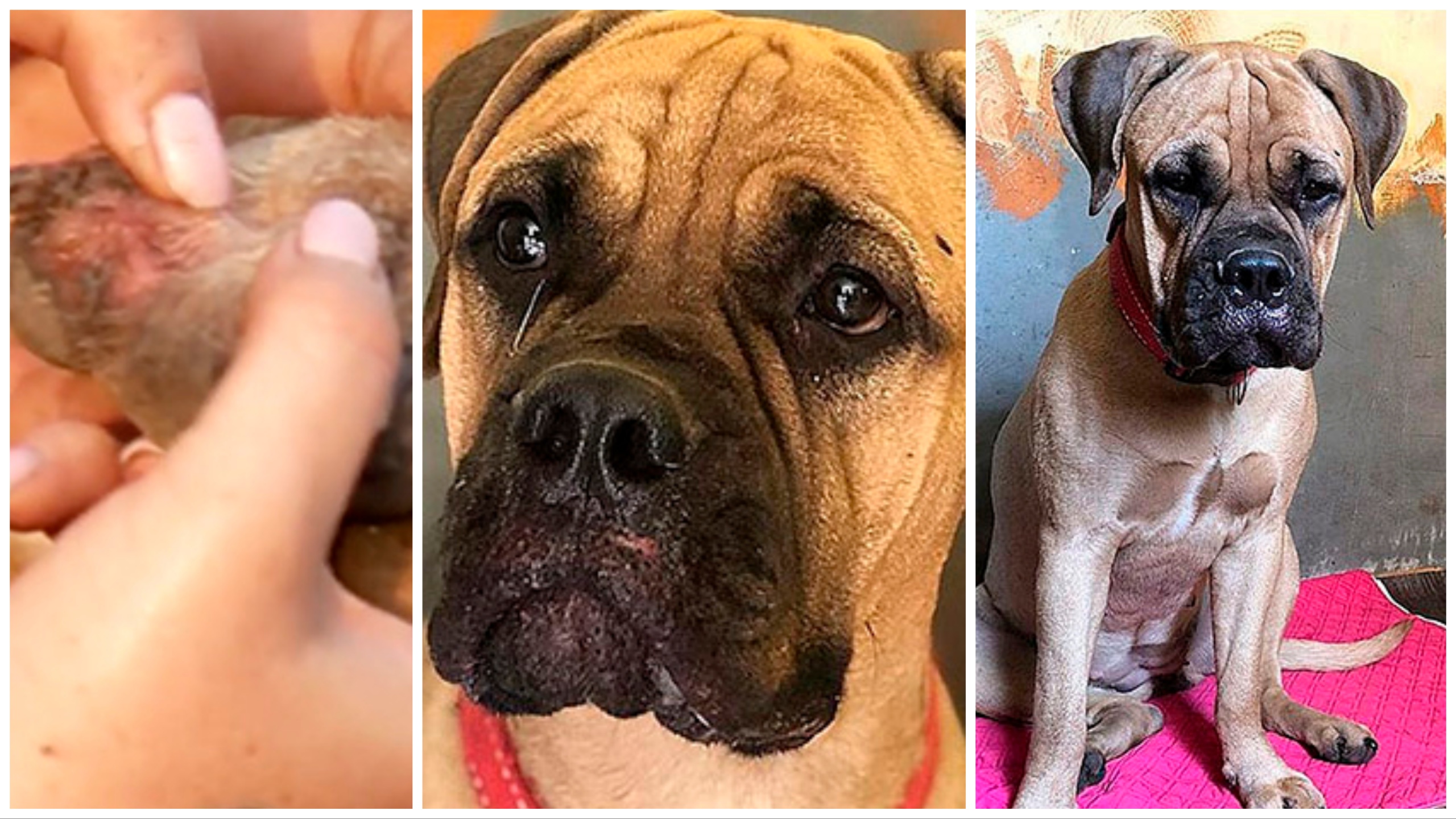 Perro abandonado camina 200 kilómetros para regresar a casa: lo encuentran llorando