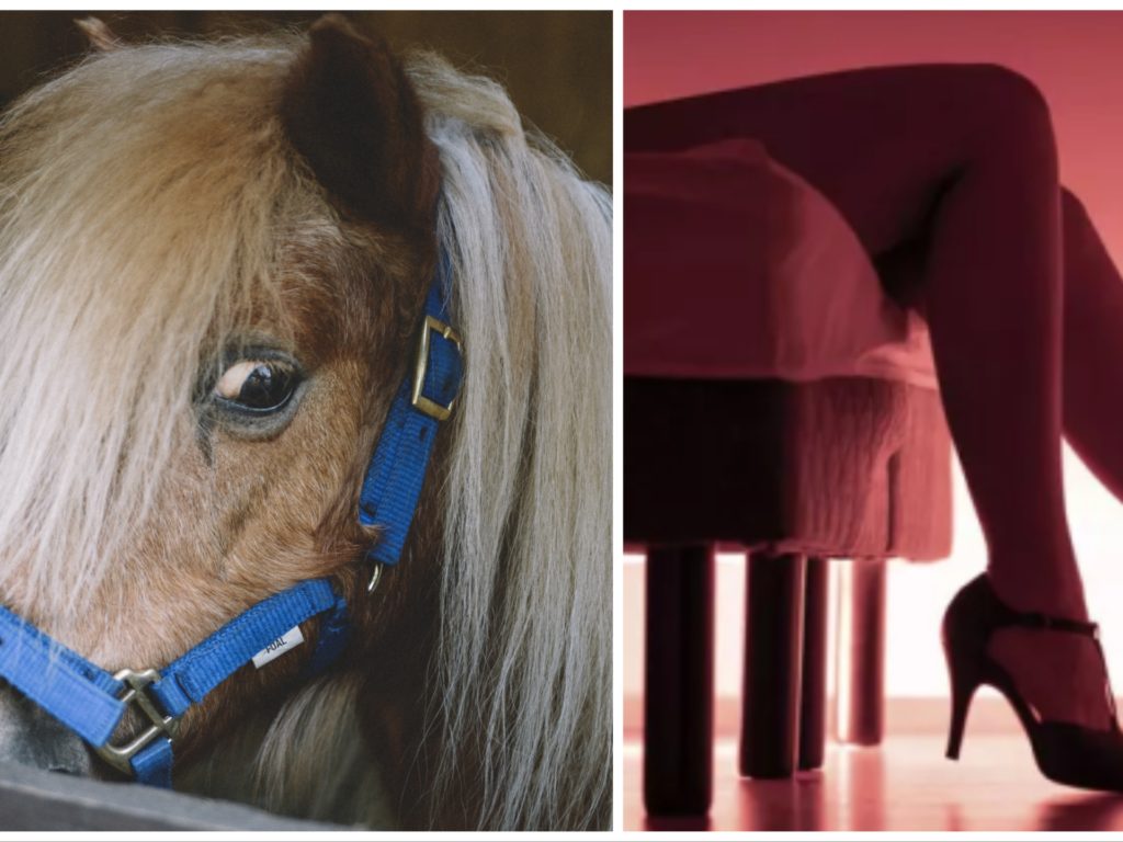 Organise une nuit d'amour avec une escorte et un poney : arrêté pour cruauté envers les animaux