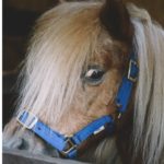 Organizza notte d'amore con una escort e un pony: arrestato per violenza su animali