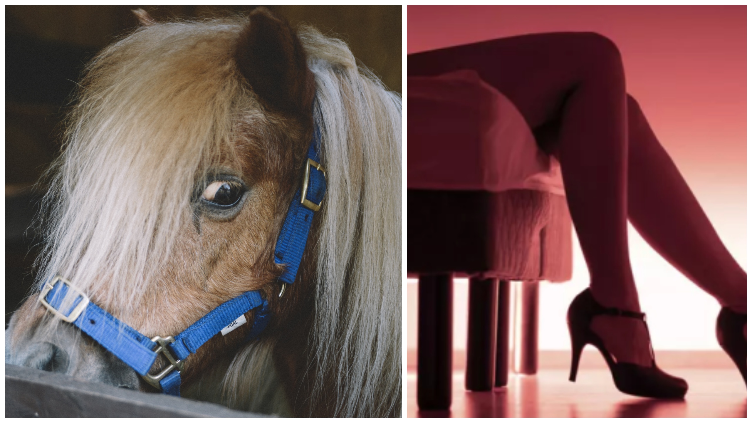 Organiza una noche de amor con una escort y un pony: detenido por crueldad animal