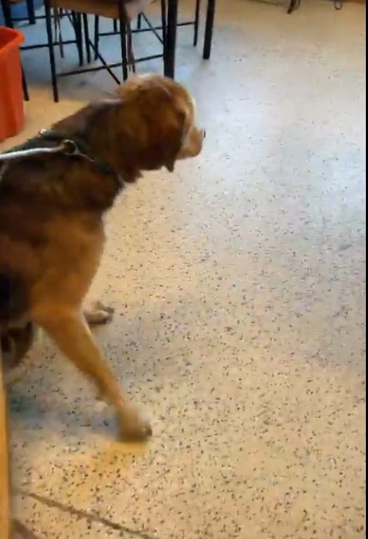 Cane con la testa incastrata nel barattolo: stava morendo di fame, salvato