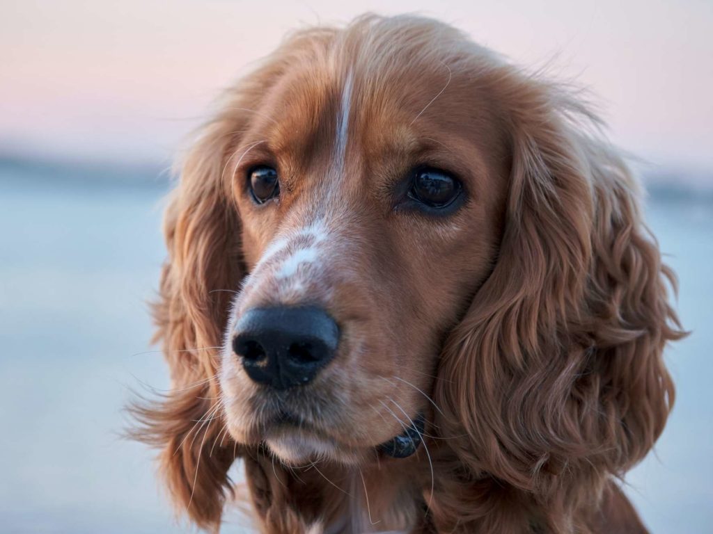 Chinches, la solución definitiva es un perro pero de una raza concreta