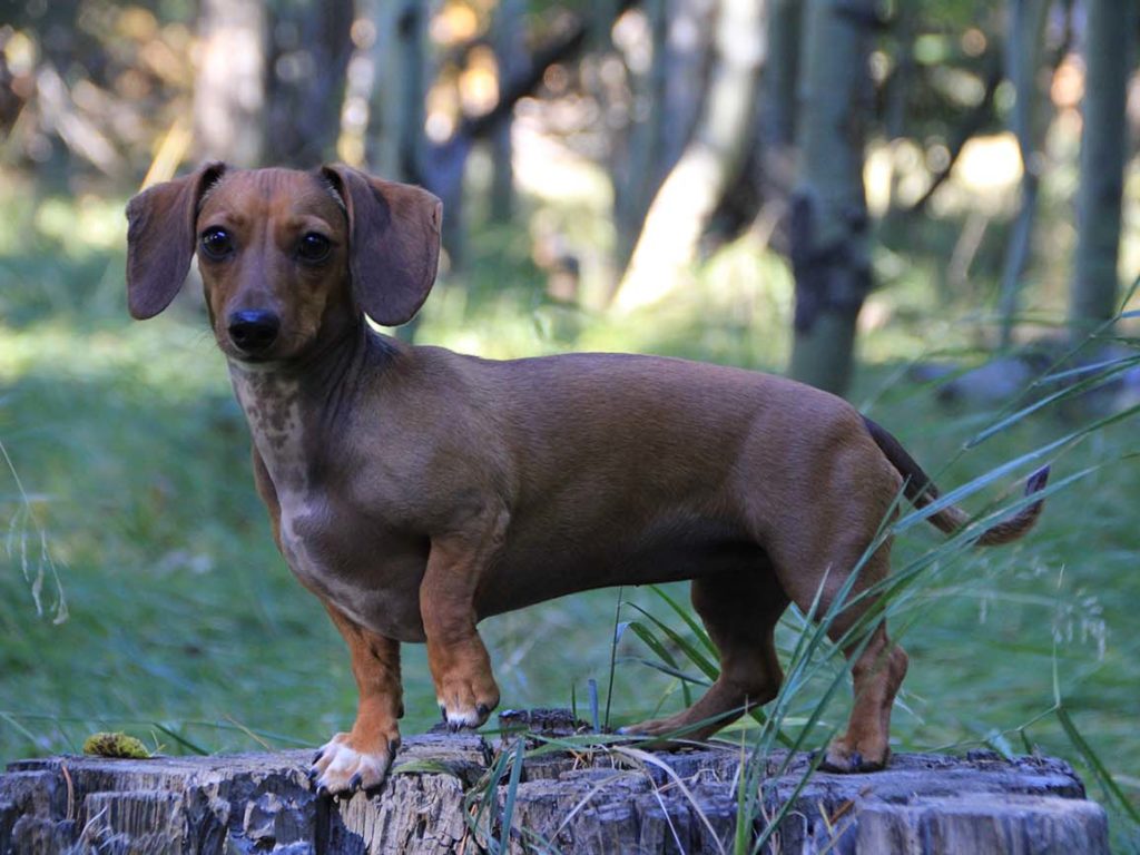 Dachshund - Cuerpos largos, grandes personalidades y llenos de picardía. Aunque es un perro independiente y puede parecer que no te necesita; pueden sufrir mucho de ansiedad por separación. Seguir un plan estructurado y coherente sobre cómo afrontar el hecho de estar solo en casa desde una edad temprana será de gran ayuda para estos cachorros. Consejo: Uno de los mayores obstáculos para los perros con ansiedad por separación es que los dueños salgan por la puerta principal. Para ellos, la puerta de entrada es un portal que te traga por completo a otra dimensión de la que quizás nunca regreses. Para ayudarles a dejar de ver la puerta como algo terrible, debemos emprender un proceso llamado desensibilización.