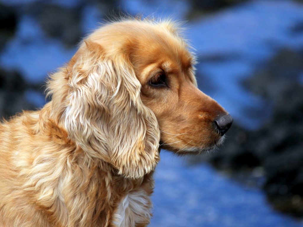 Chinches, la solución definitiva es un perro pero de una raza concreta