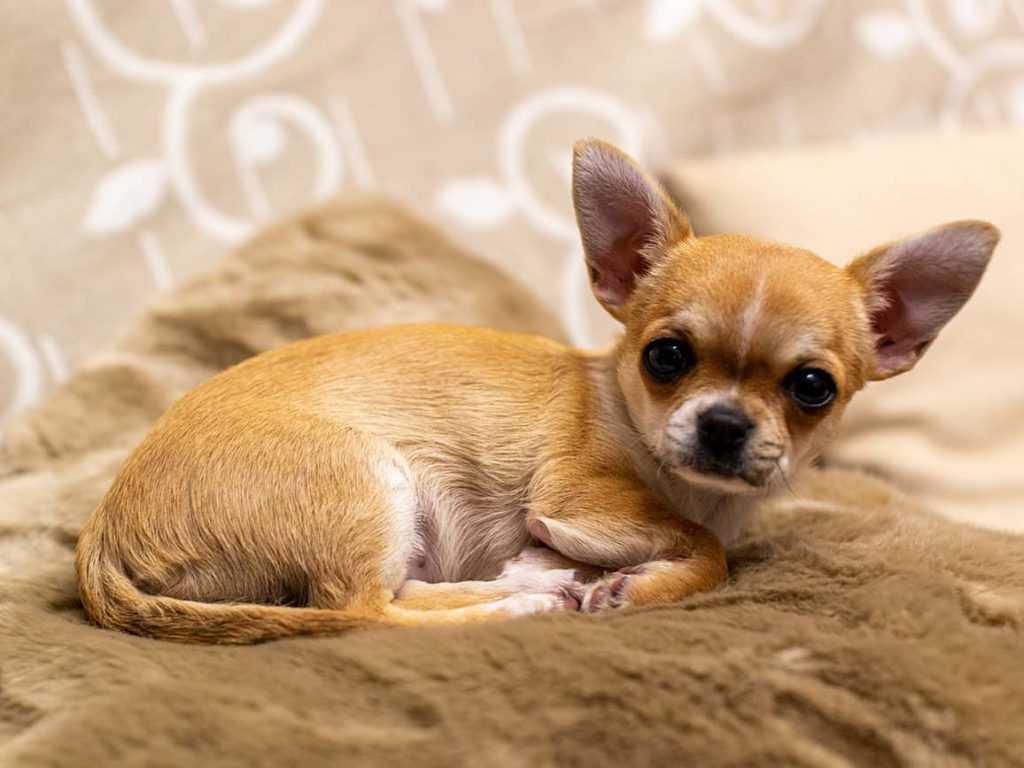 Chihuahua – Chihuahua sind tolle, verwöhnte kleine Hunde; Ihre kleinen Körper sind die perfekten Sofabegleiter. Obwohl sie intelligent sind und von allen Hunden das größte Gehirn (im Verhältnis zu ihrer Größe) haben, sind sie oft anfälliger für Trennungsangst. Für diese Welpen ist eine konsequente und frühzeitige Schulung darin, alleine zu Hause zu sein, von entscheidender Bedeutung. Tipp: Stellen Sie sicher, dass Ihr Welpe gut gefüttert ist, bevor er das Haus verlässt, um Ängste zu reduzieren. Du weißt, wie schrecklich dieses Gefühl ist. Ein niedriger Blutzuckerspiegel macht jeden mürrisch, also sorgen Sie dafür, dass Ihr Bauch voll ist!