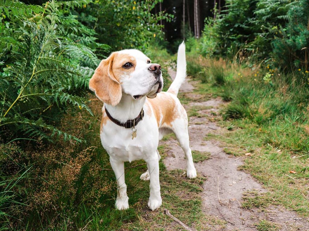 Beagles – Beagles sind begierig darauf, Ihnen zu gefallen, aber sie sind nicht darauf programmiert, zu wissen, was das „richtige“ Verhalten ist und was nicht, insbesondere wenn es darum geht, allein zu Hause gelassen zu werden. Es liegt an Ihnen, Ihrem Beagle die Grundlagen zu zeigen, damit er der höfliche und ruhige Begleiter wird, auf den Sie gehofft haben. Tipp: Beagles haben unglaubliche Nasen. Bevor Sie Ihren Welpen also in Ruhe lassen, können Sie mit einem kleinen Spaziergang dazu beitragen, nicht nur seinen Körper, sondern auch seinen Geist zu ermüden, indem Sie ein paar Riechspiele wie Schnüffelmatte oder „Finde das Leckerli“ spielen, um ihm zu helfen Reduzieren Sie eventuelle Ängste und helfen Sie ihnen, sich zu entspannen, bevor sie gehen.