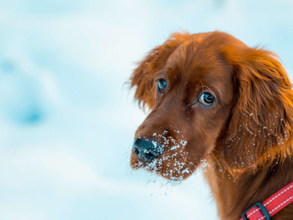 Clima, perros veganos: aquí está la receta de los científicos para salvar el planeta