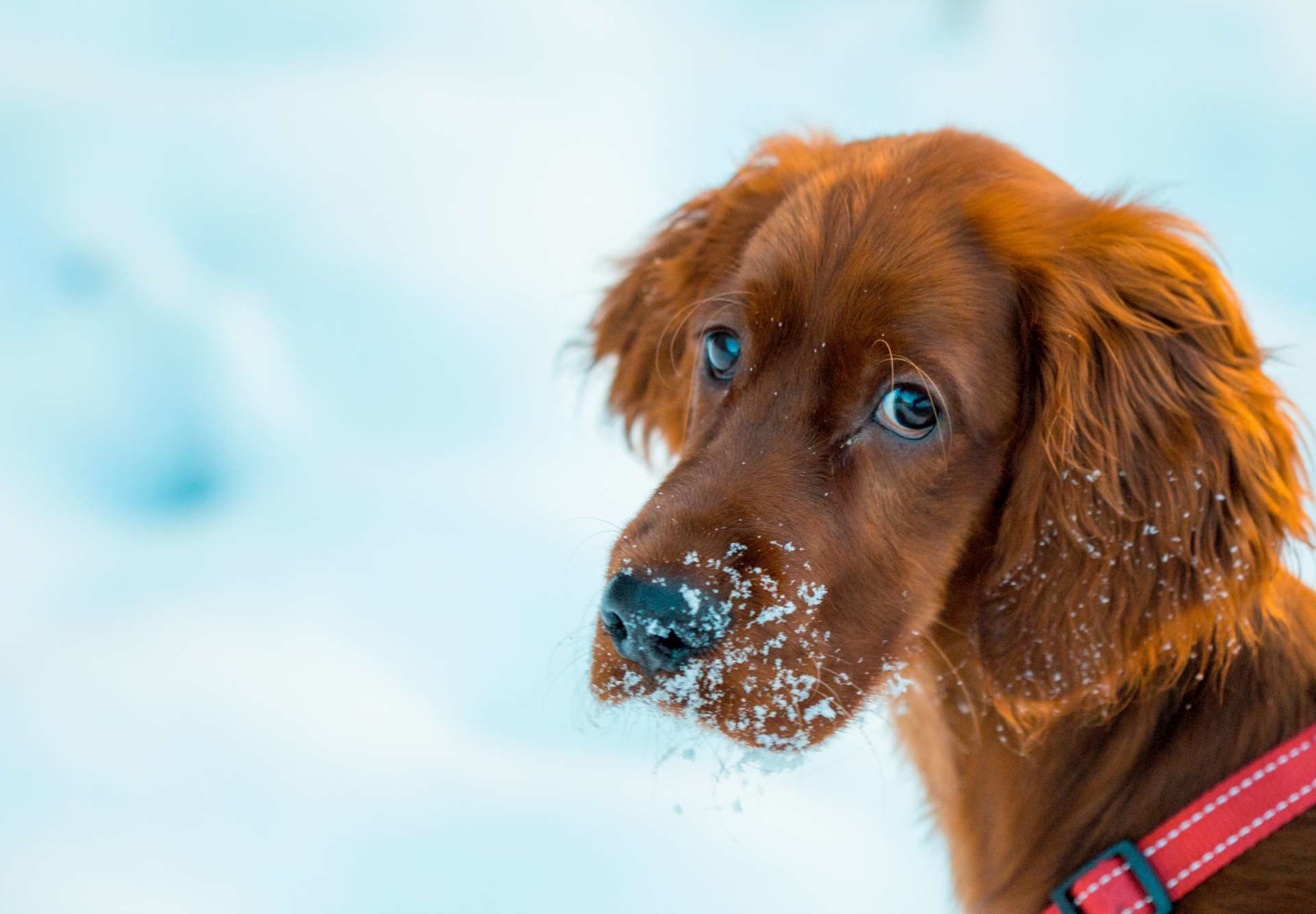 Clima, perros veganos: aquí está la receta de los científicos para salvar el planeta