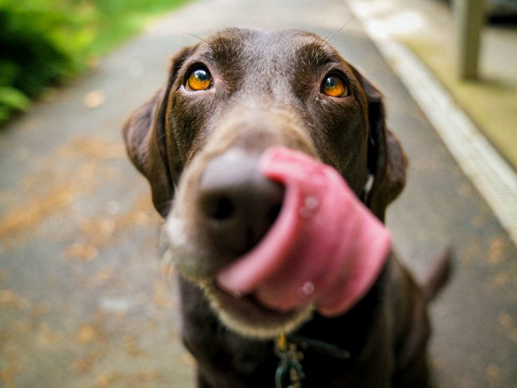 Klima, vegane Hunde: Hier ist das Rezept der Wissenschaftler zur Rettung des Planeten