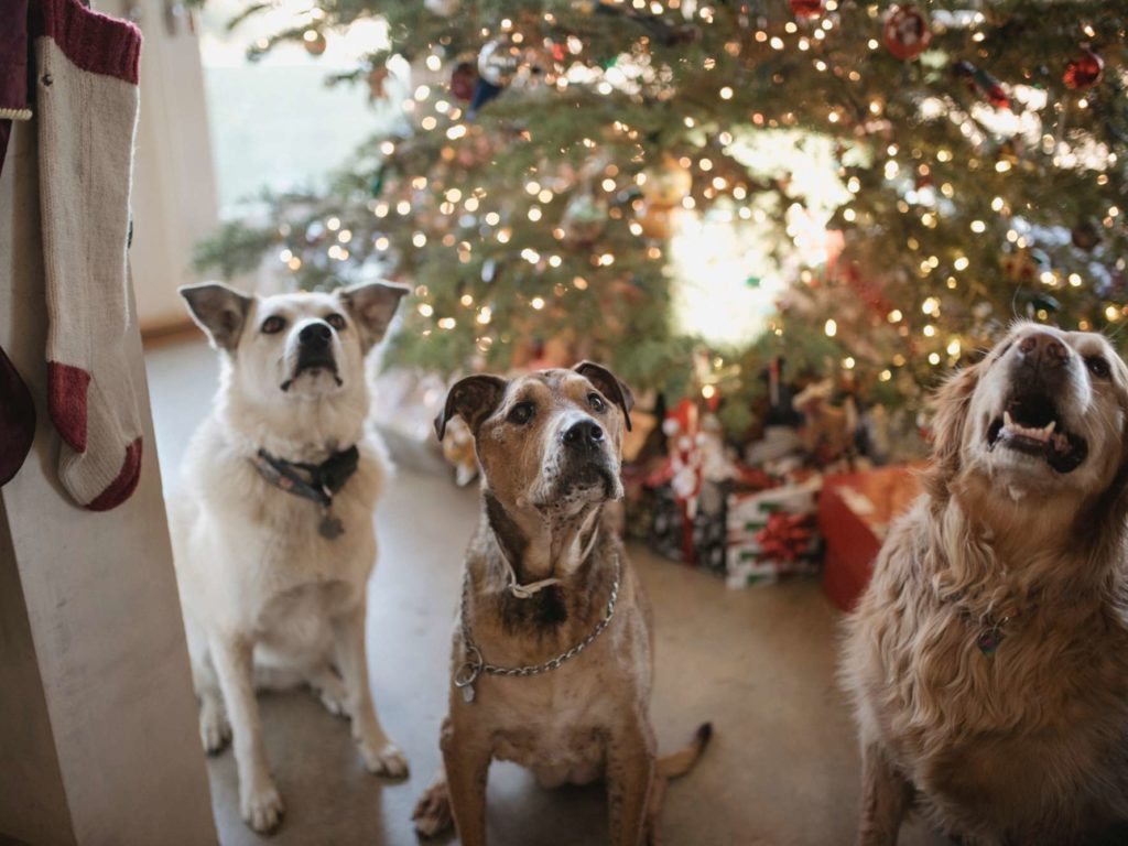 Clima, perros veganos: aquí está la receta de los científicos para salvar el planeta