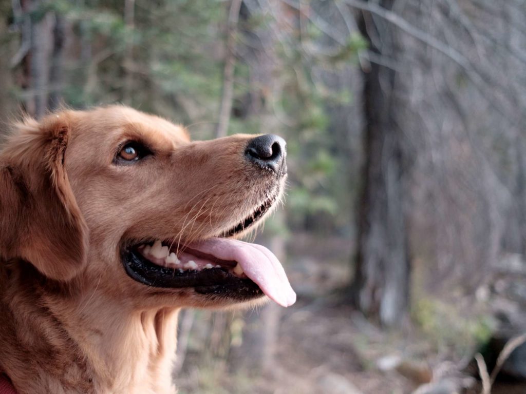 Clima, cani vegani: ecco la ricetta degli scienziati per salvare il pianeta