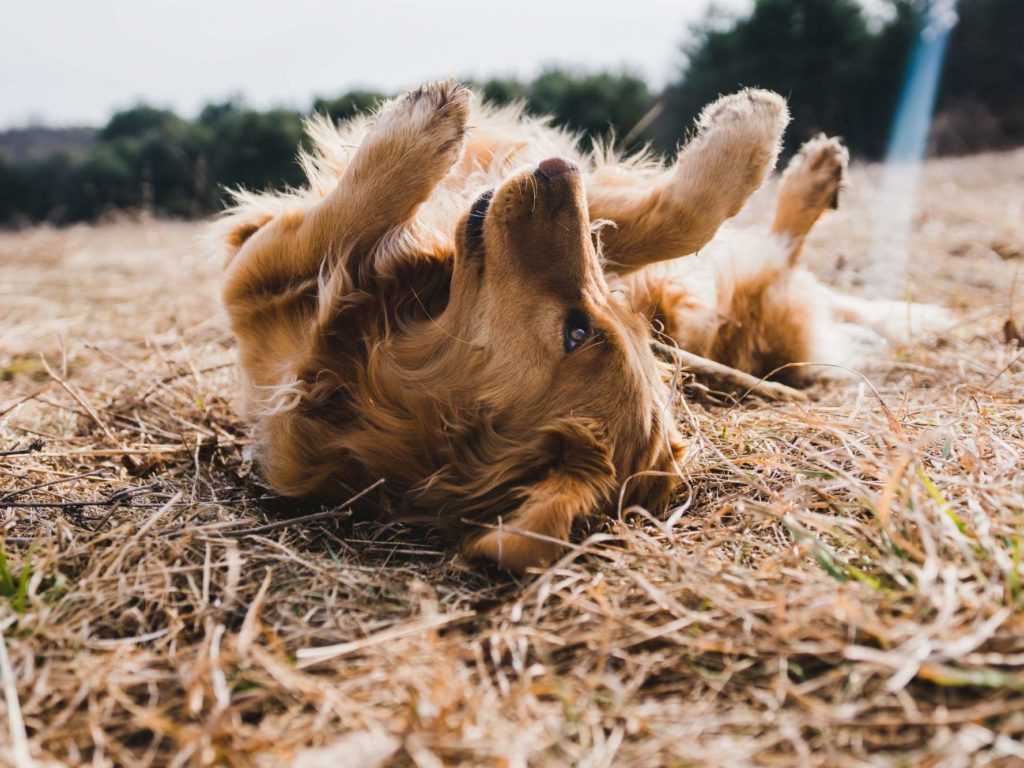 Punaises de lit, la solution définitive est un chien mais d'une race particulière