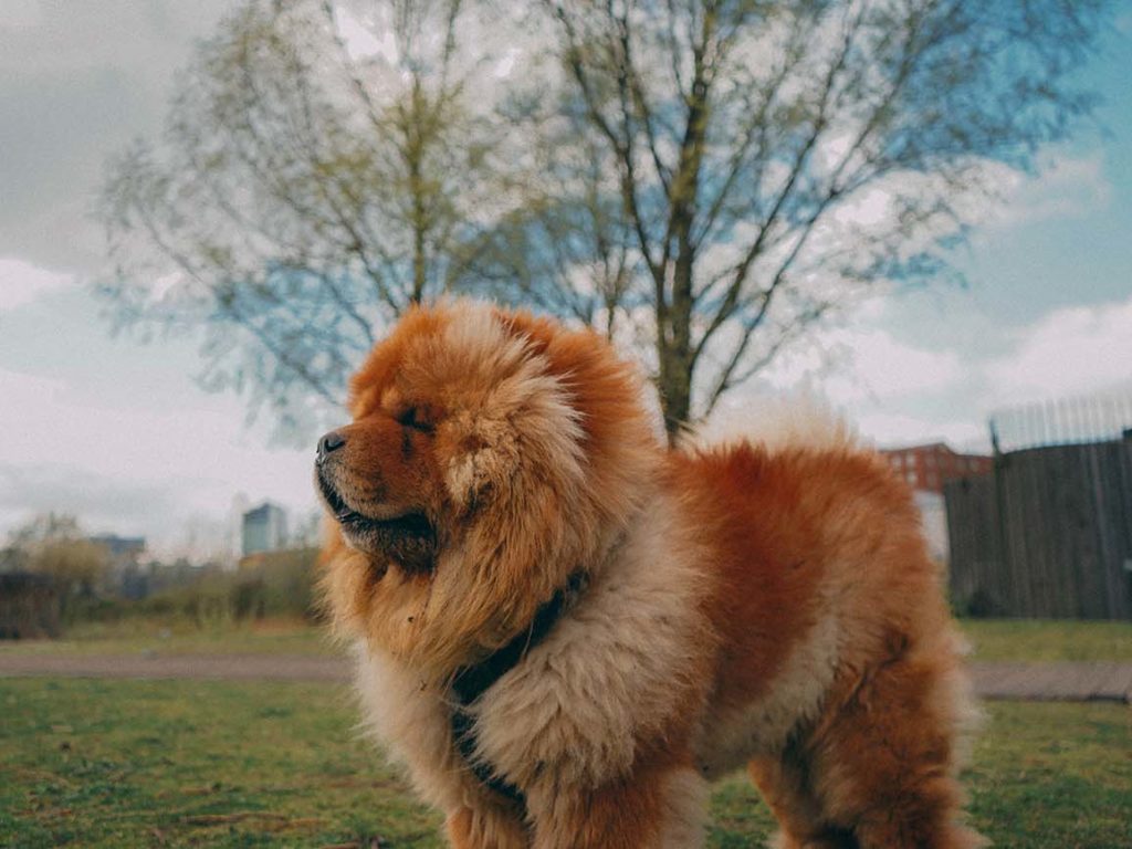 Chow-Chow – Obwohl sie flauschig und kuschelig aussehen, zeigen Chow-Chows typischerweise ein zurückhaltendes und autarkes Wesen. Diese Eigenschaft macht sie besser dazu geeignet, in Ruhe gelassen zu werden, da sie nicht so viel körperliche Zuwendung benötigen wie andere Rassen. Das bedeutet natürlich nicht, dass Sie Ihren Welpen tagelang allein lassen können, aber diese besondere Rasse wird nicht allzu sehr darunter leiden, wenn Sie zum Abendessen ausgehen möchten, solange ihm beigebracht wurde, wie man alleine zu Hause bleibt. Tipp: Geräusche können ein toller Schnuller für einen ängstlichen Hund sein. Radiosender wie Radio 4 oder Classic FM sind ziemlich gut, oder Sie könnten nach stundenlangen Youtube-Playlists suchen, die speziell für die Entspannung von Hunden erstellt wurden – spielen Sie nur nicht immer das Gleiche ab – niemand braucht einen Regenwurm.