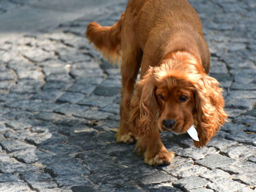 Punaises de lit, la solution définitive est un chien mais d'une race particulière