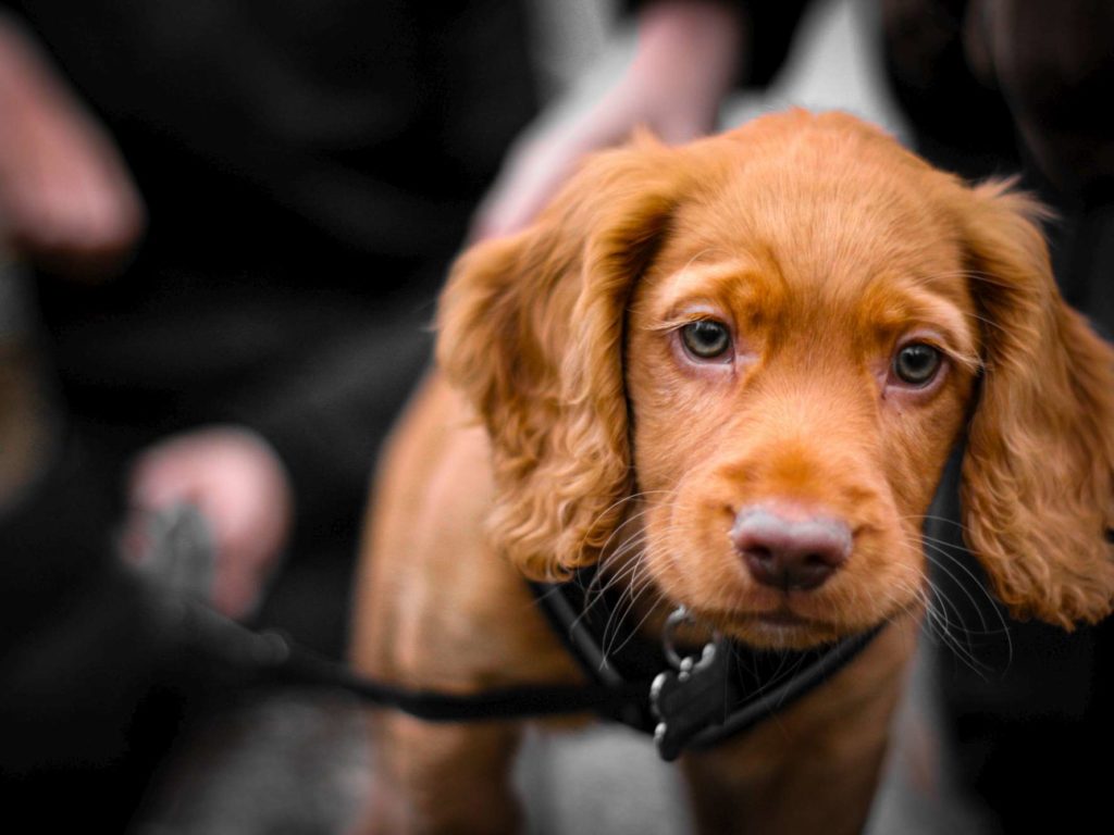 Punaises de lit, la solution définitive est un chien mais d'une race particulière