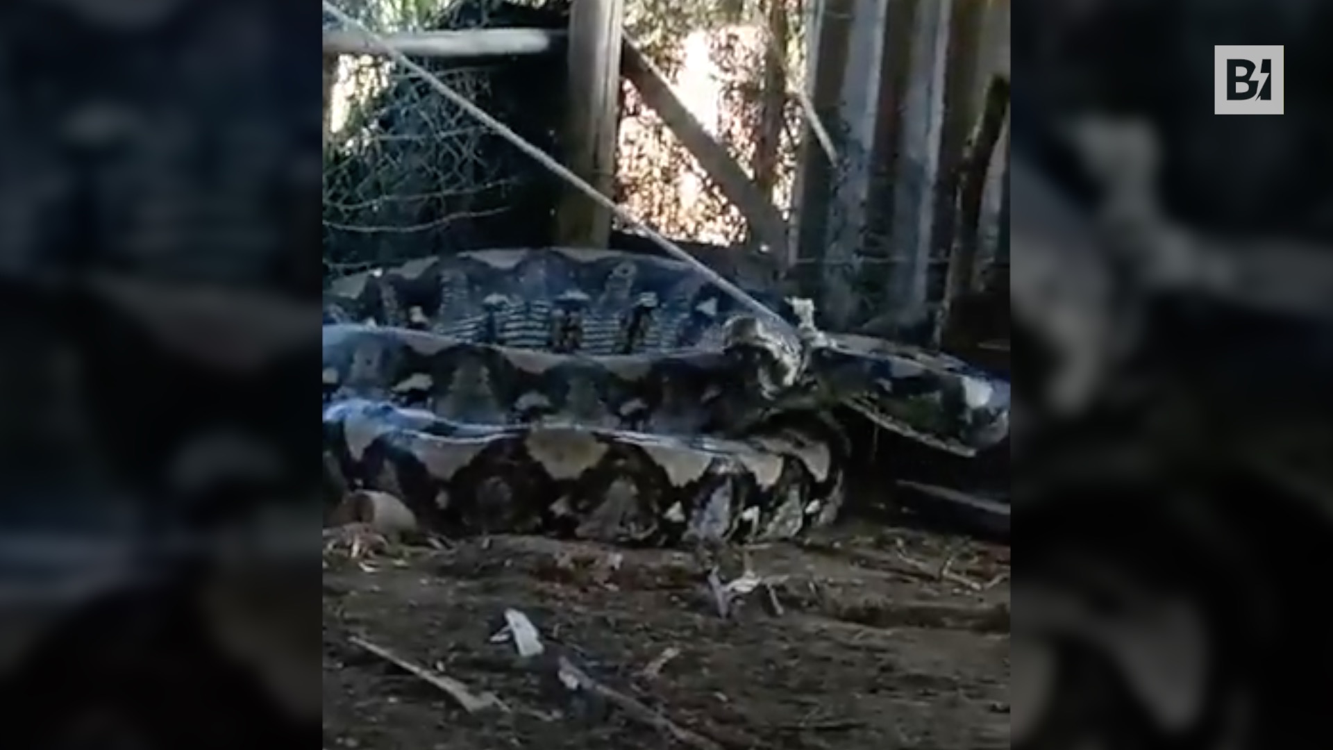 Pitón gigante capturada en India: las impactantes imágenes