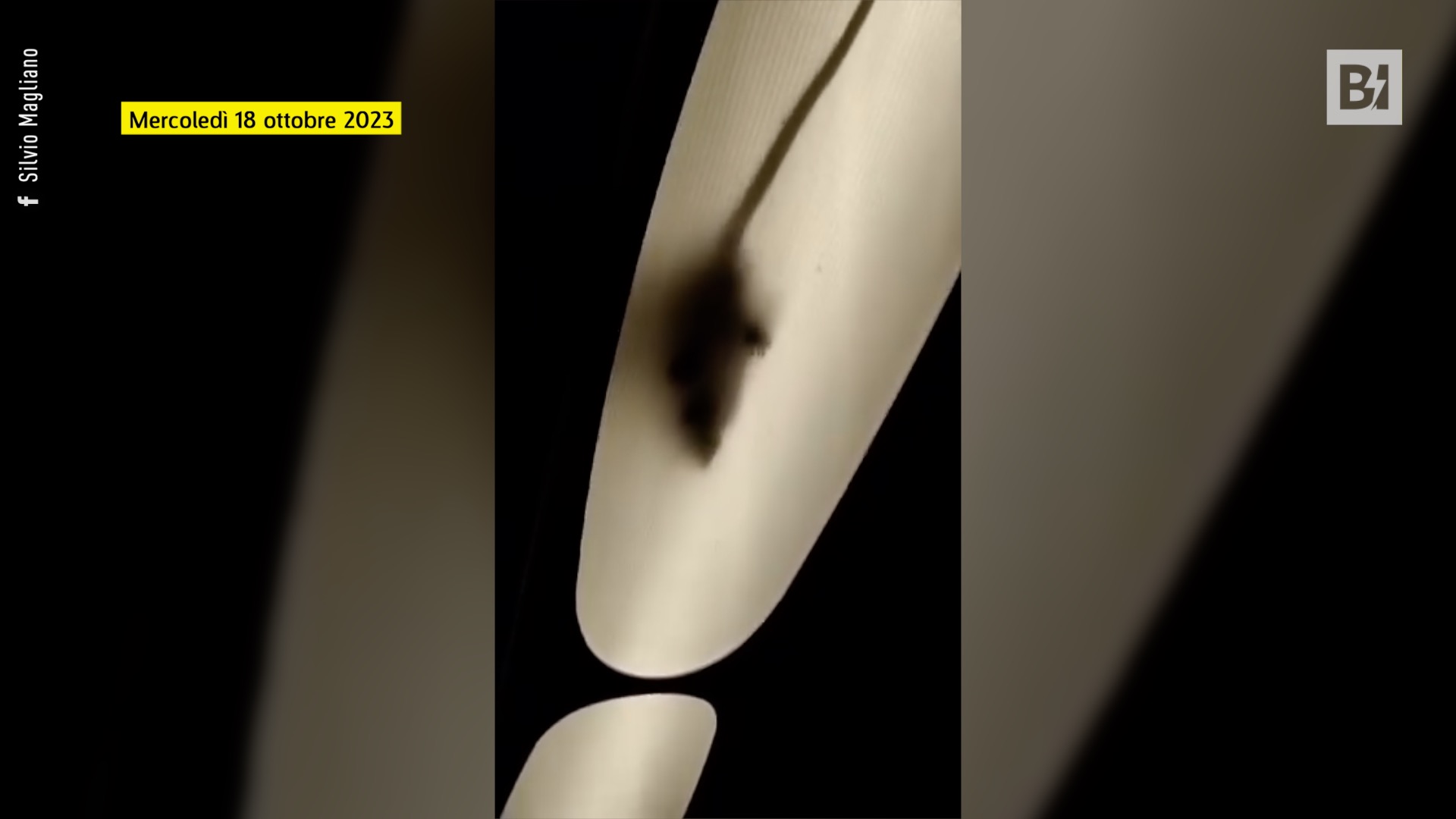 Una rata camina en el tren de cercanías Turín-Milán