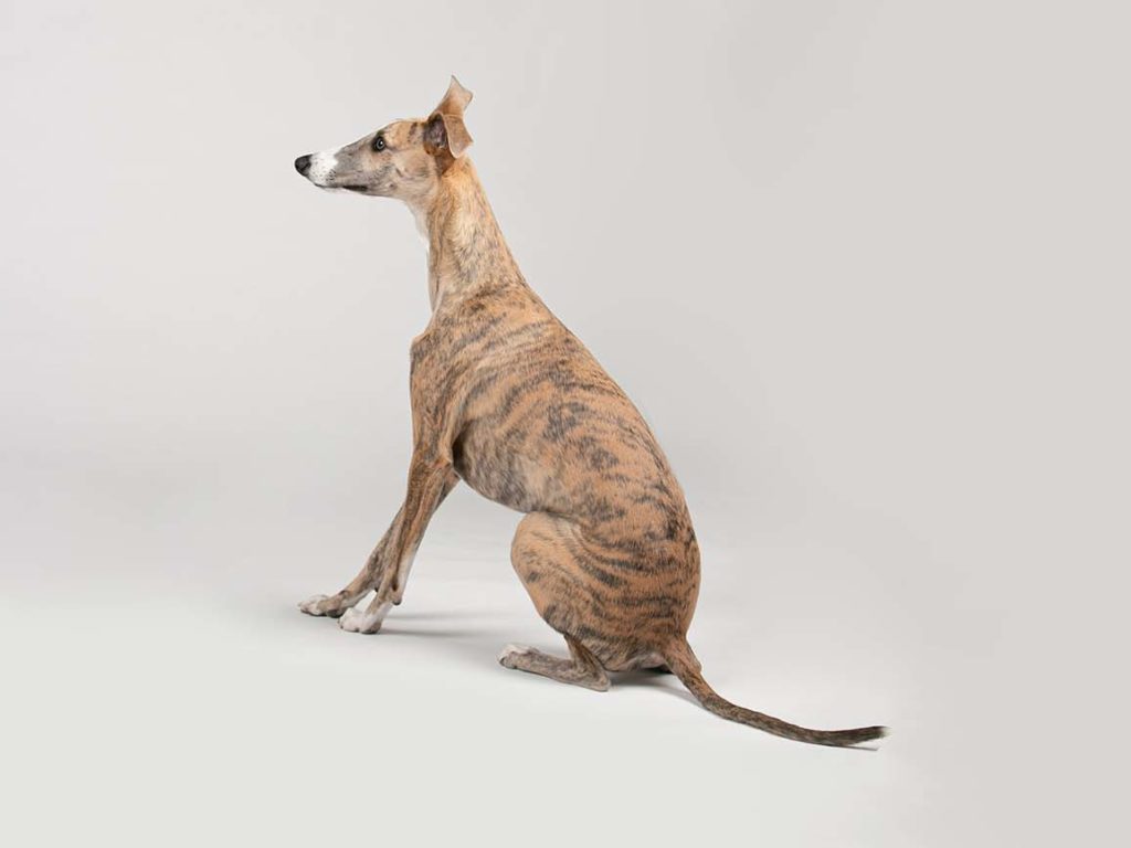 Galgo - Al optar por un perro más grande como un galgo, se podría pensar que esta raza tiene mucha energía y requiere mucha atención. Aunque es fundamental ofrecer un paseo diario a tus cachorros de galgo y darles la oportunidad de estirar las patas, a los galgos les encanta descansar y relajarse en el sofá durante el día; Es posible que también aprecien la paz y la tranquilidad de su parte. Consejo: asegúrate de que tu galgo haya realizado su paseo diario y tenga un lugar agradable y cómodo para relajarse mientras estás fuera, con algunas mantas agradables y acogedoras en las que pueda hundirse.