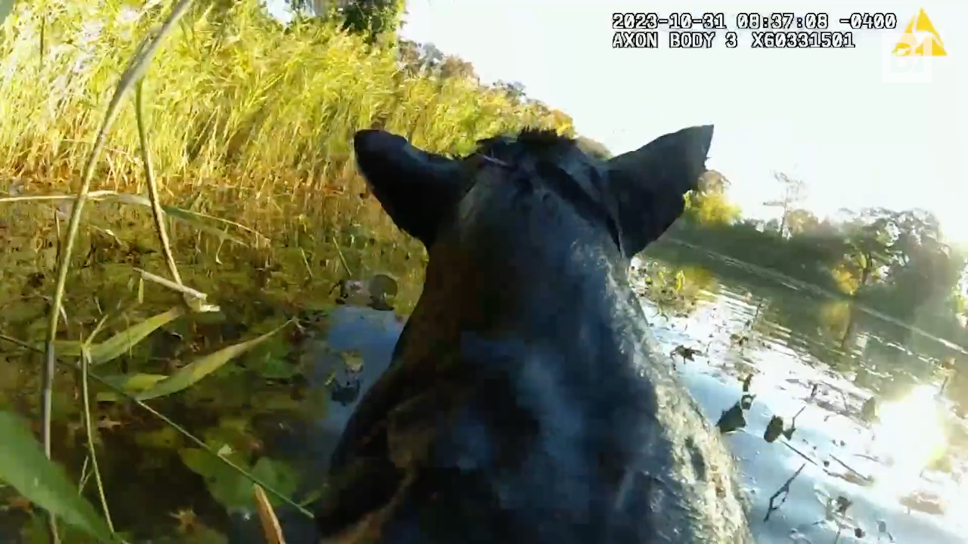 Nueva York: Perro ciego atrapado en un estanque: Rescatado…