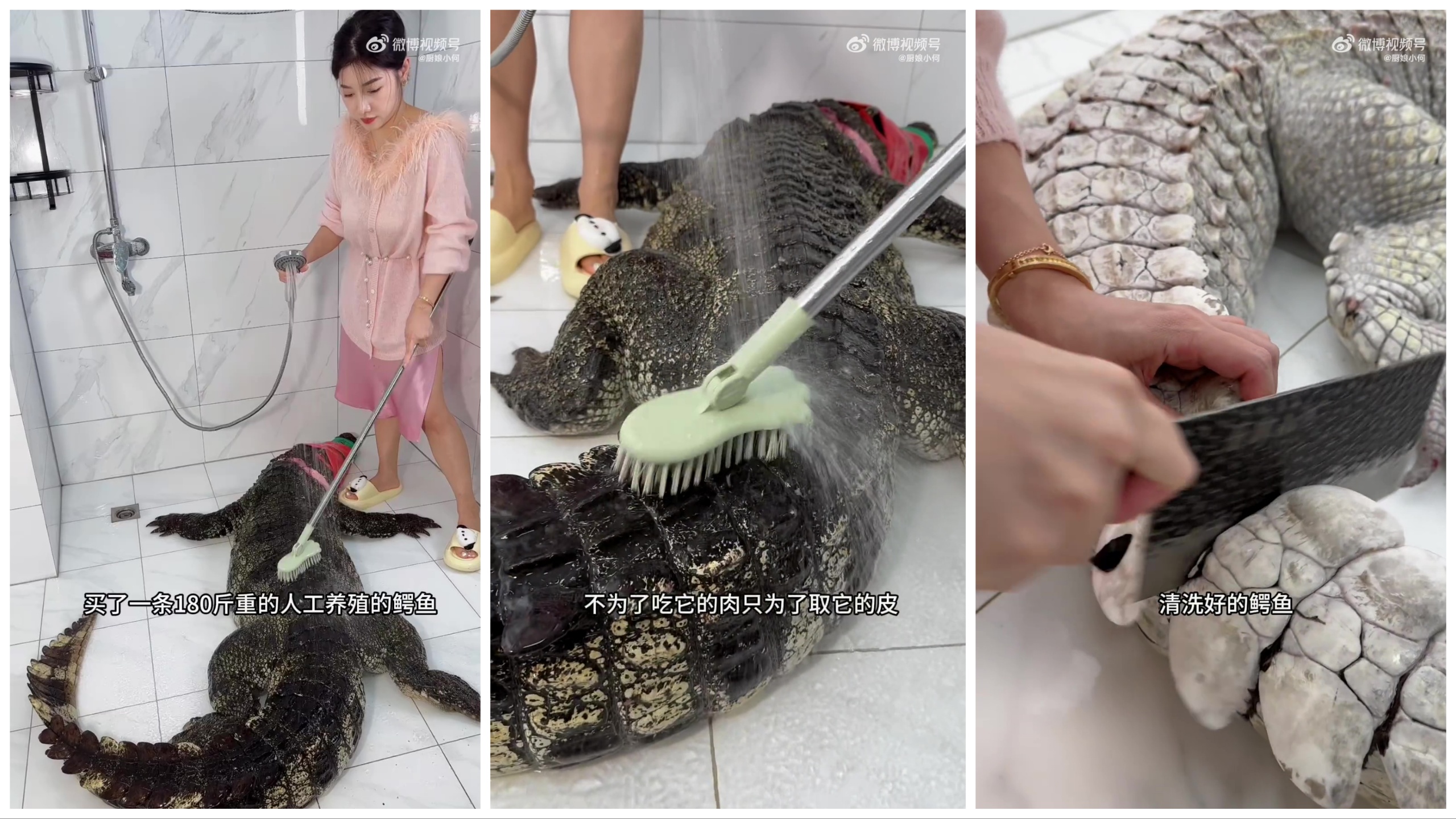 Matar y cocinar un caimán de 90 kg en un video viral: blogger gastronómico atrapado en la tormenta