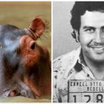 La Colombia ha iniziato a castrare gli ippopotami di Escobar