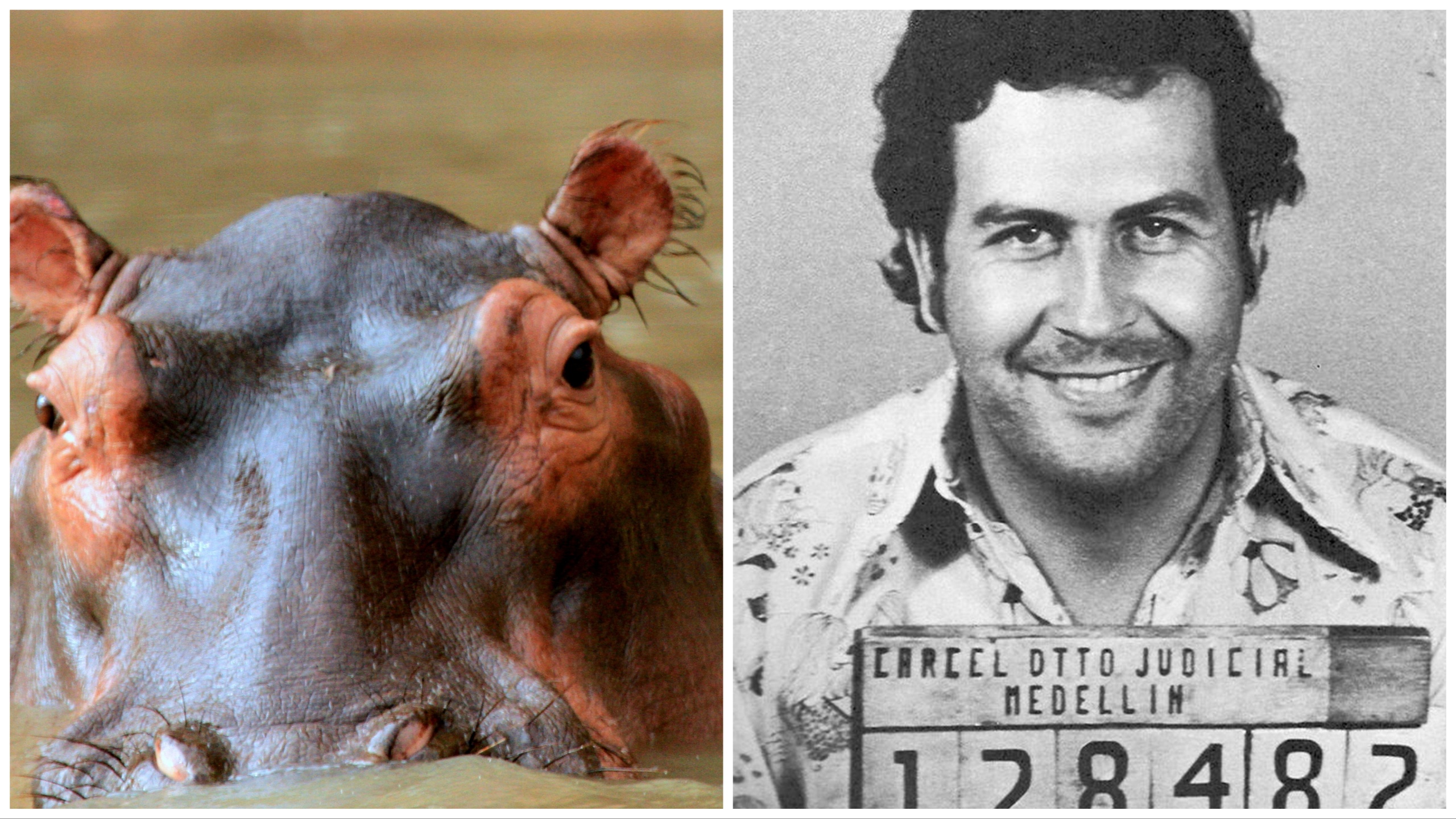 Colombia ha comenzado a castrar a los hipopótamos de Escobar