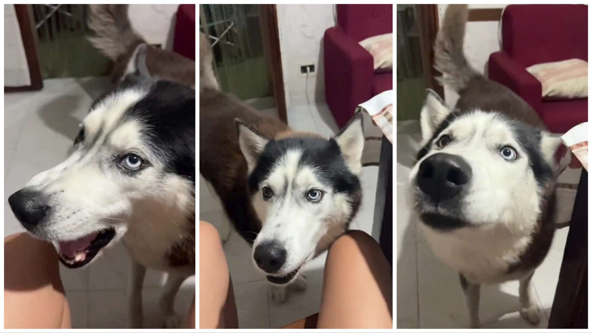 cane che parla in napoletano star del web