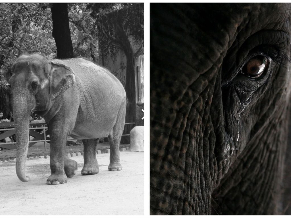 elefante muerto triste filipinas