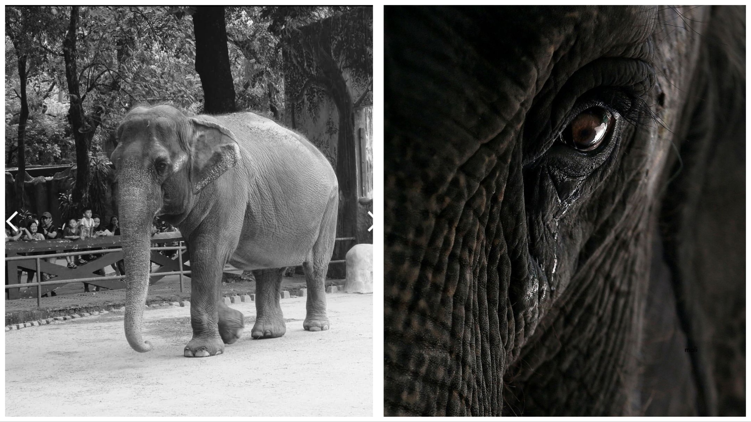 elefante muerto triste filipinas