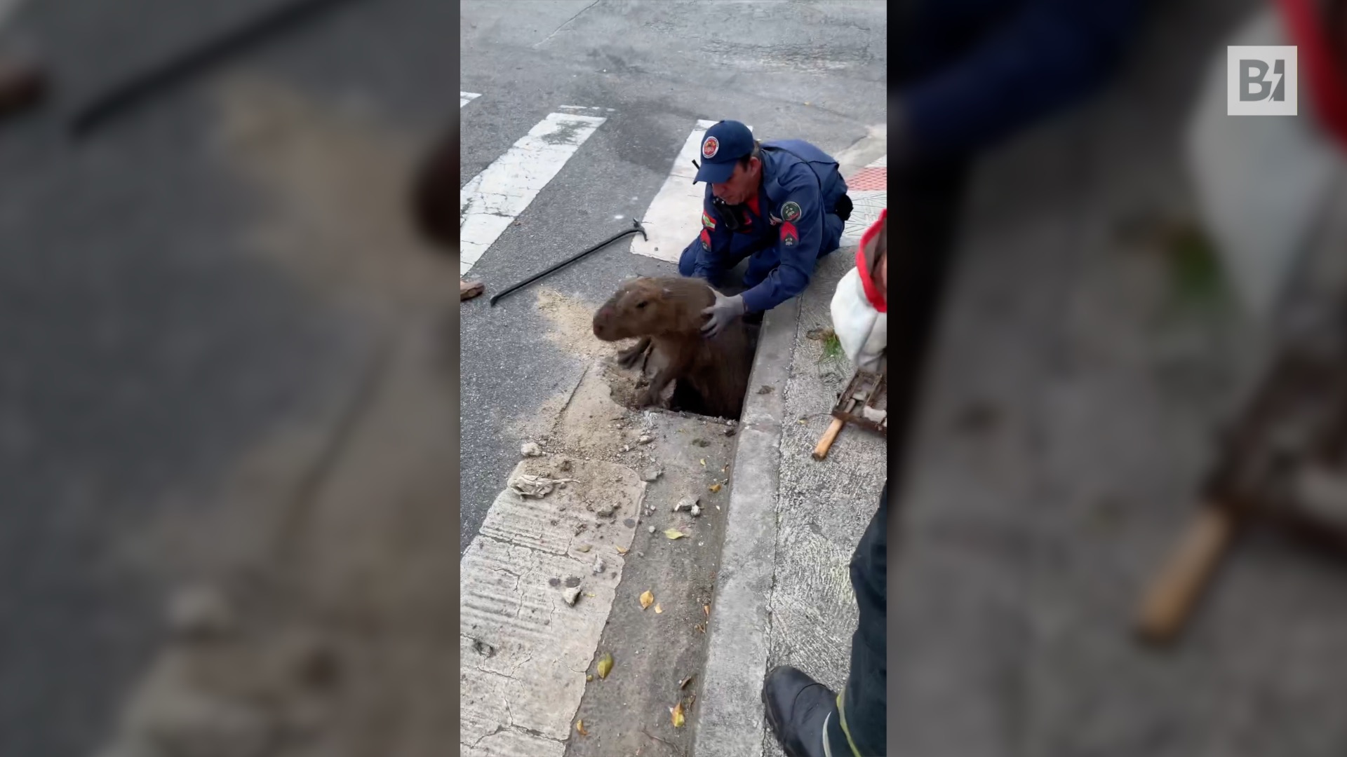 Levantan la reja y encuentran… al roedor más grande…