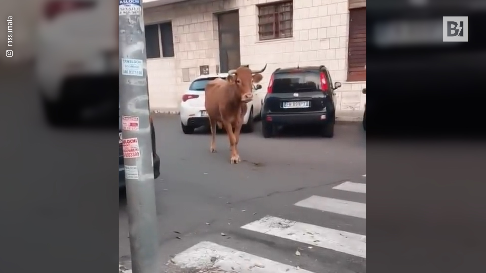 Bovino deambula por las calles de Roma