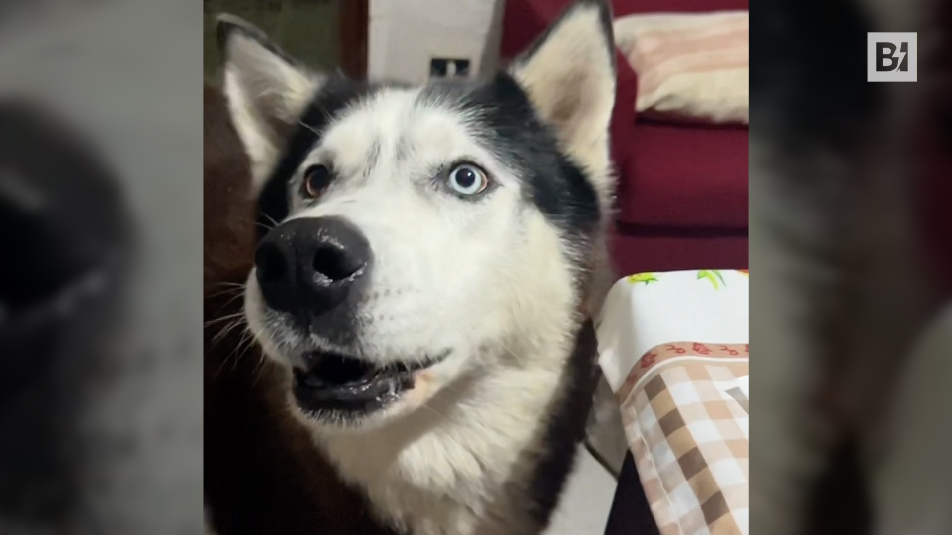 “Ma che vuo”: Aaron, il cane che “parla”…