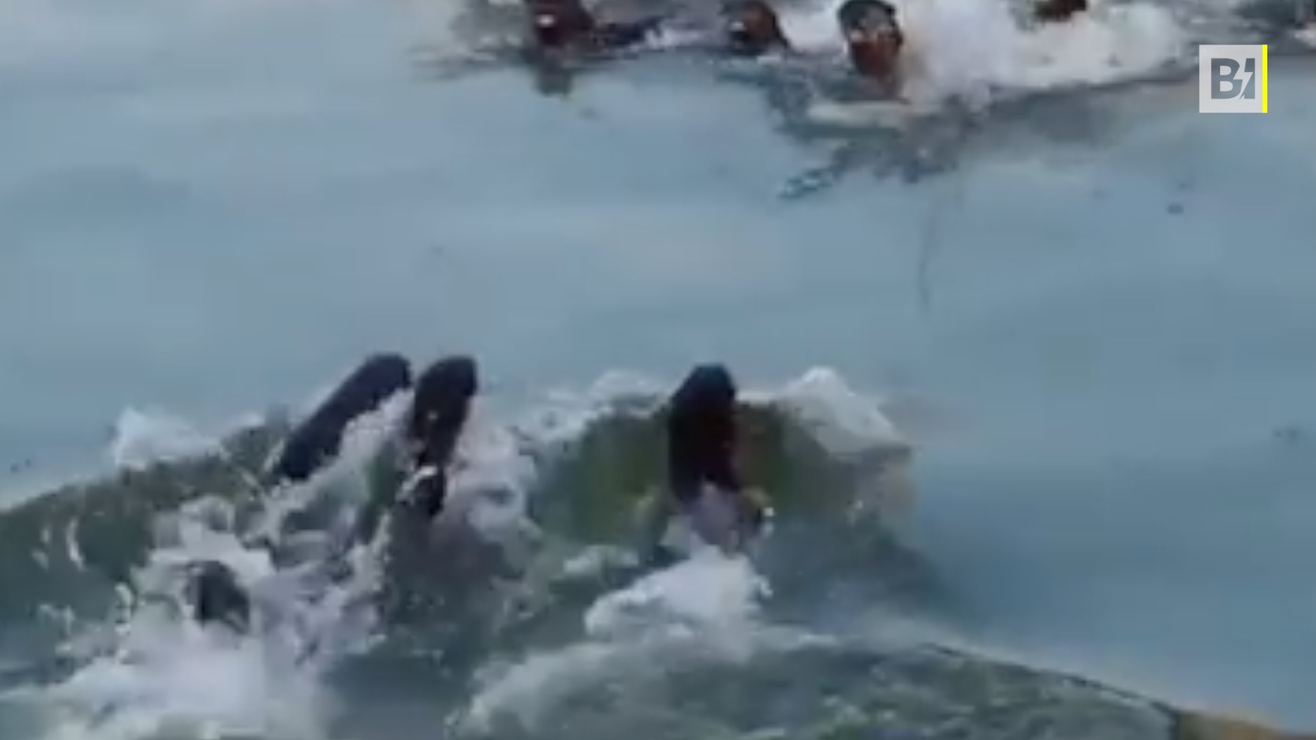 En Singapur hay una “guerra civil” entre… nutrias