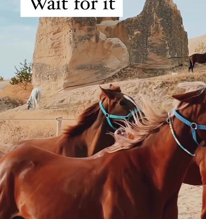 Aspirante a influencer arriesga su vida al ser atropellado por una manada de caballos por un video viral